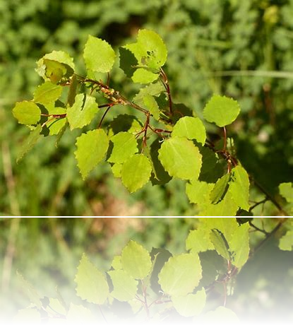 Aspen
