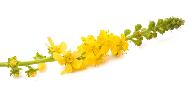 Agrimony